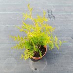 Tuja západná (Thuja occidentalis) ´BRABANT´ - výška 20-40 cm, kont. C2L